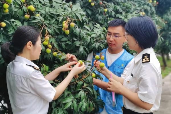 出口荔枝必要办理哪些手续？？？？？？？？